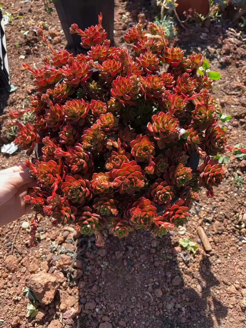 地栽火焰蒂亚 精品多肉植物 新手好栽 好养 云南发货
