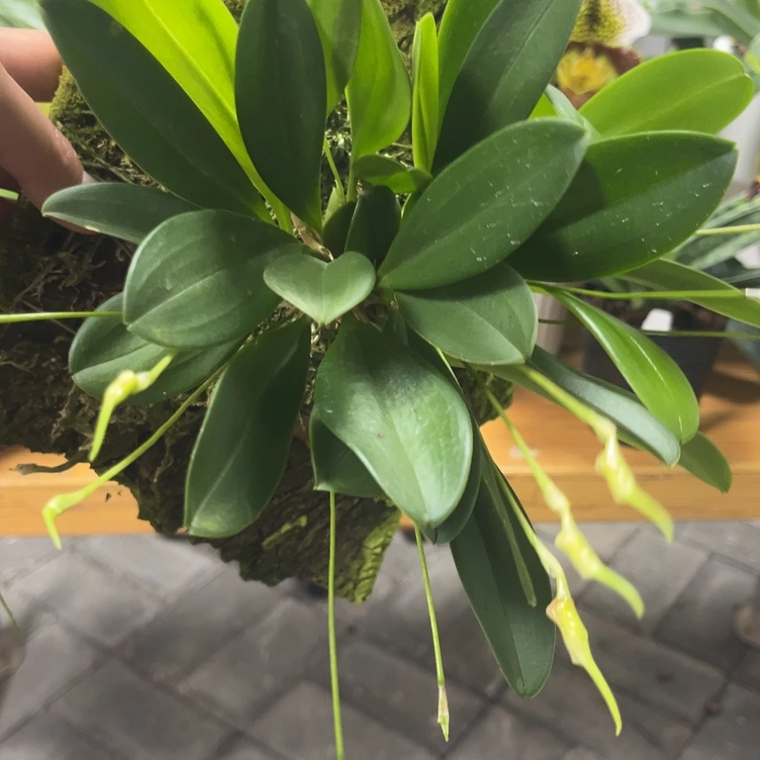 大部分花苞少量开放黄三尖板植