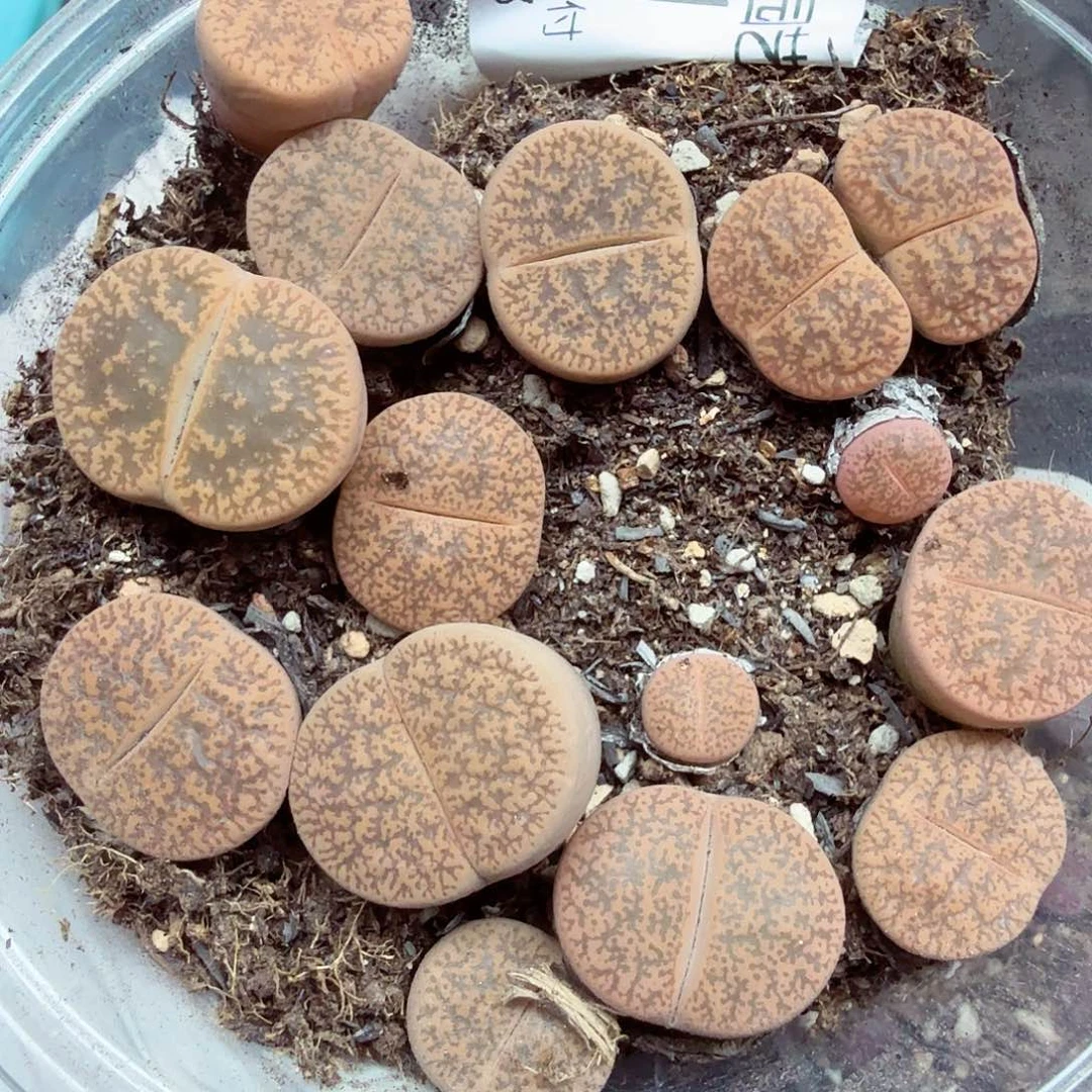 哈哈笑了好的哈这611是