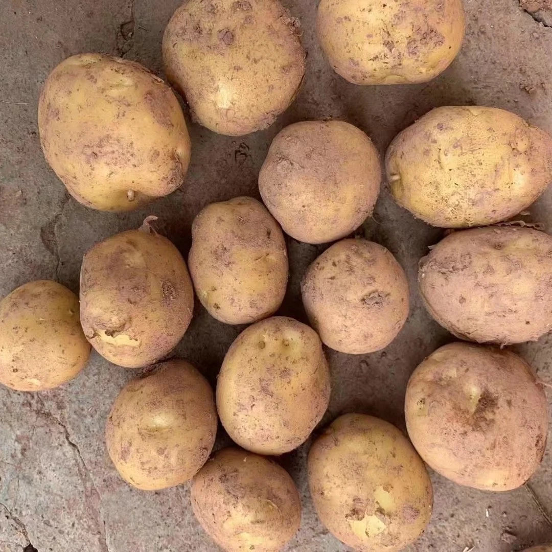 湖北宜昌长阳特产新鲜小土豆 洋芋 马铃薯