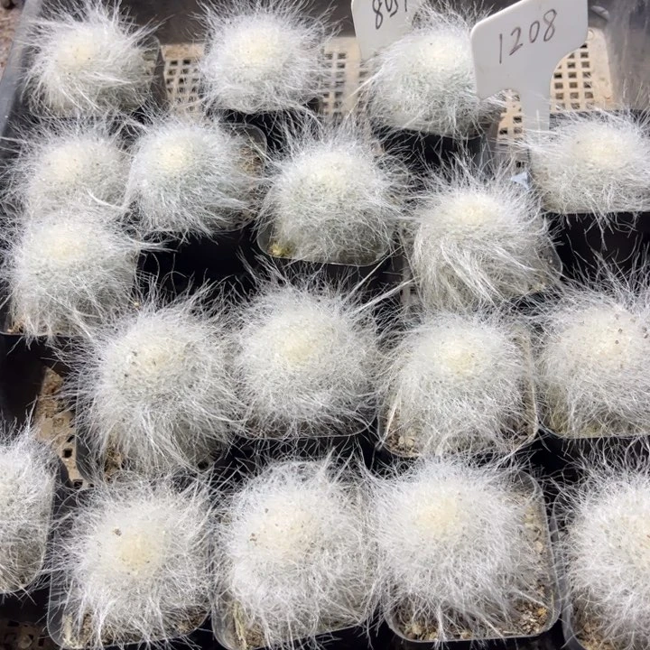 无花朵二个长毛雪猿玉翁