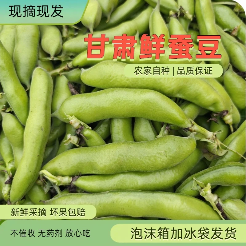 甘肃带壳鲜蚕豆农家自种豌豆荚需自己剥壳