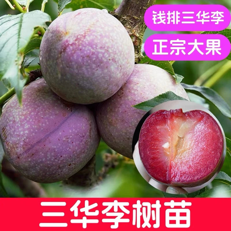 前排银妃三华李蜂糖李米李嫁接盆栽地栽南北方种植果树广西发货
