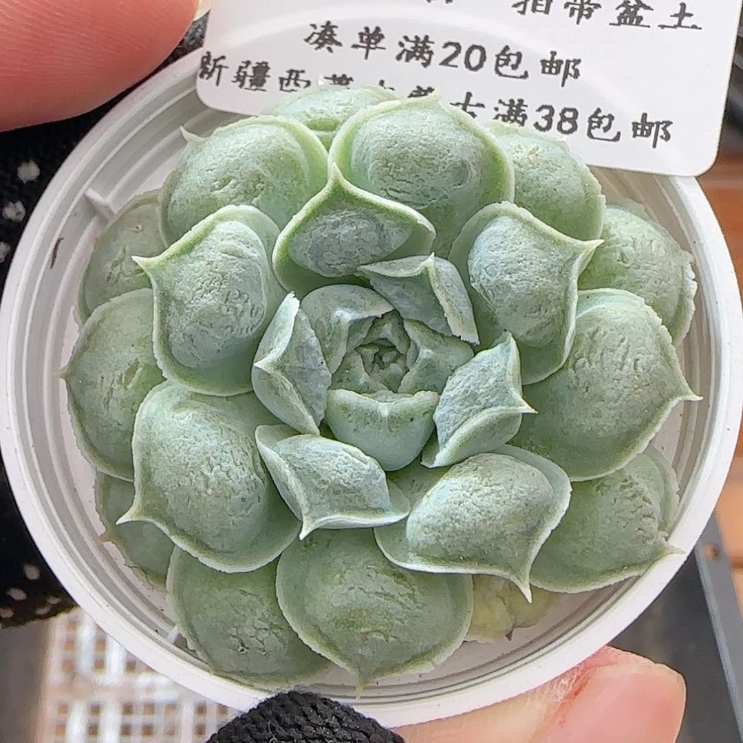 多肉0628-61雨滴优选
