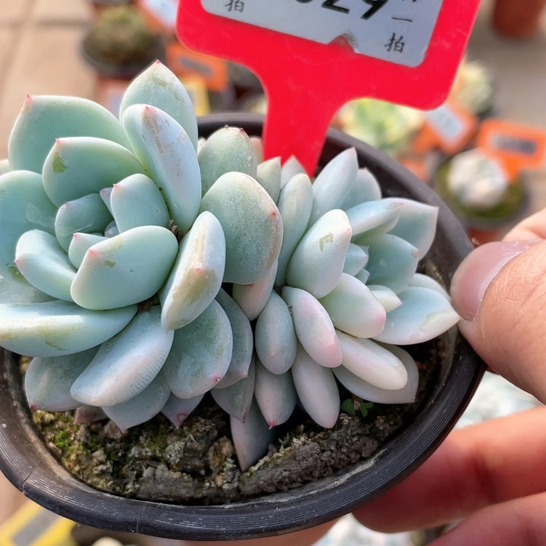 【闪购商品】1029不包砍