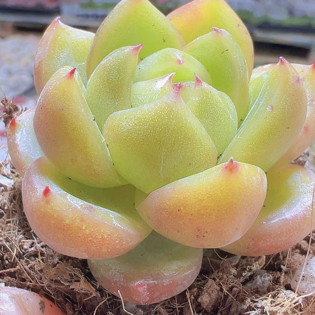 白心绿珍妮19包邮哦哦