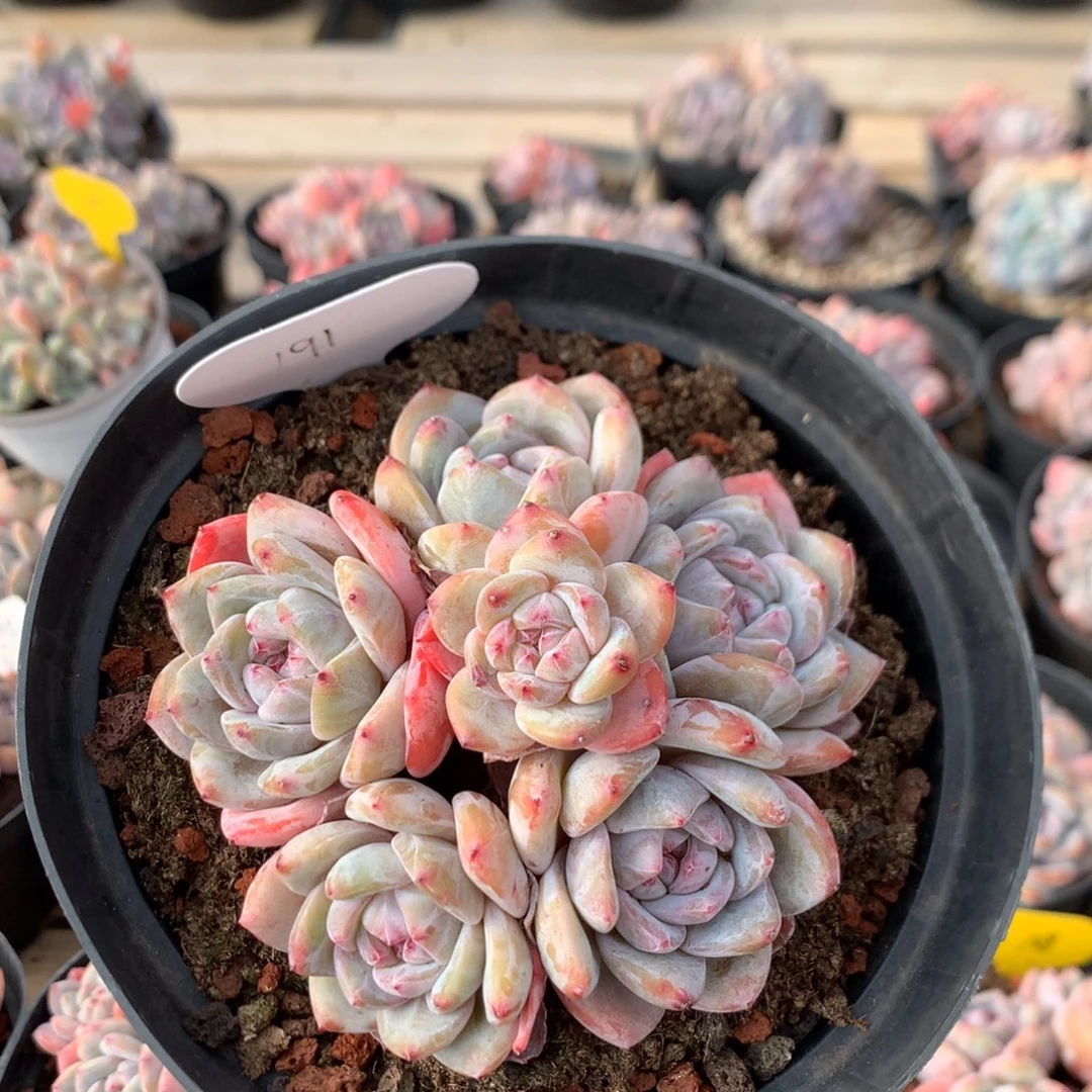 11厘米六头紫皮石榴籽 无砍 191