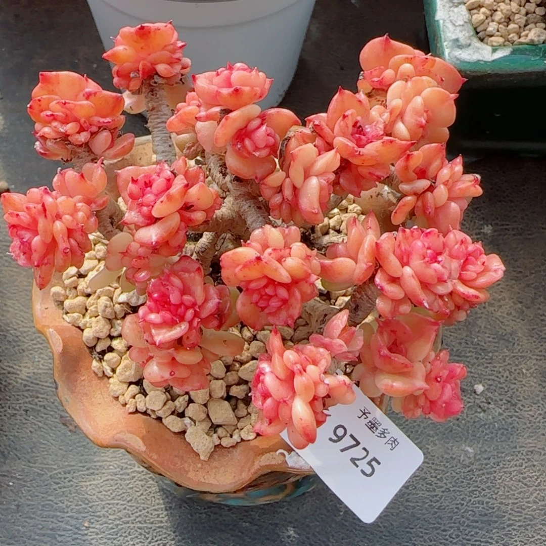 蜡牡丹小脸，9725多肉植物