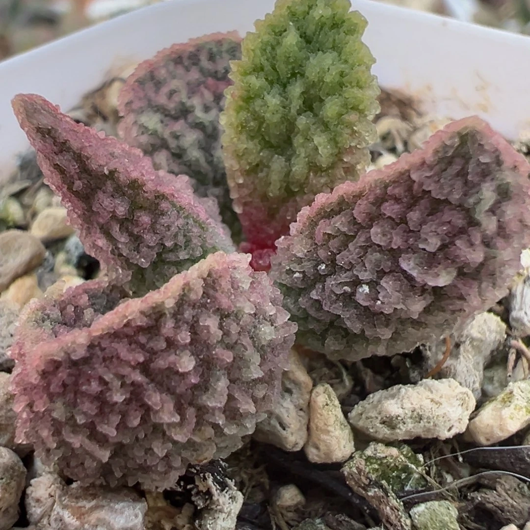 粉色冰锥实生新品多肉植物