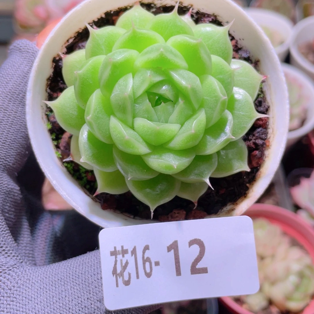 花利美16-12麦秆