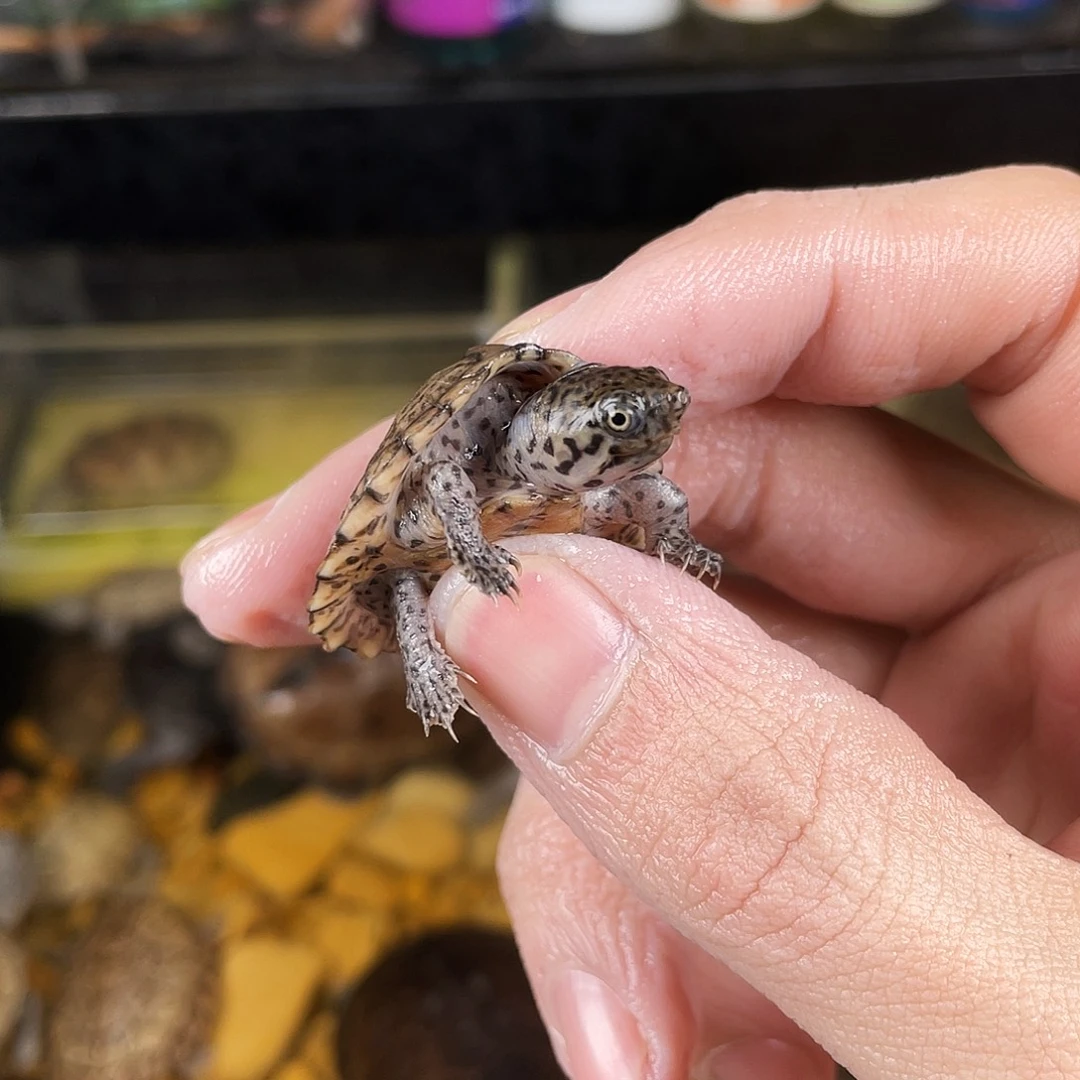 ****此绿毛龟母点点滴滴点点滴滴