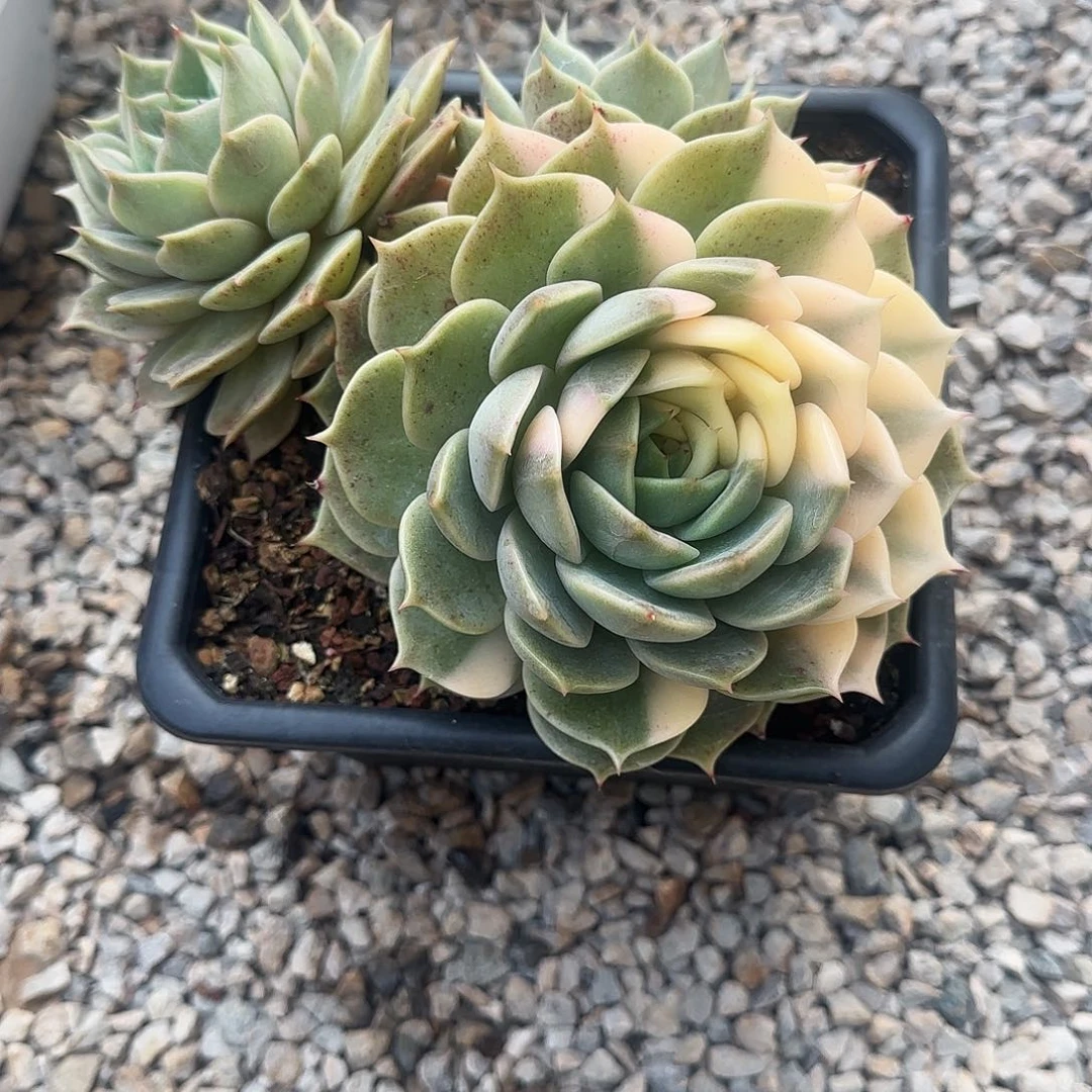 画***.贝加尔湖锦画画