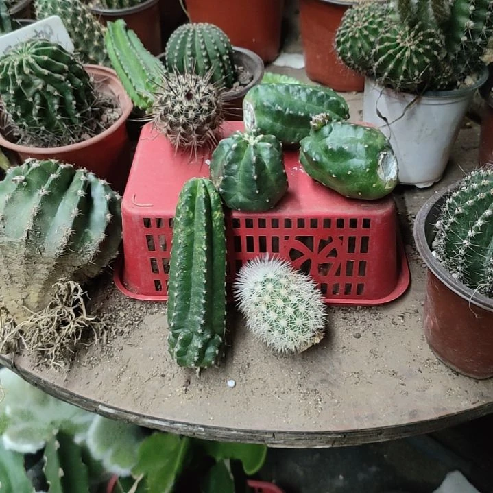 简***好仙人球红花御旗侧芽