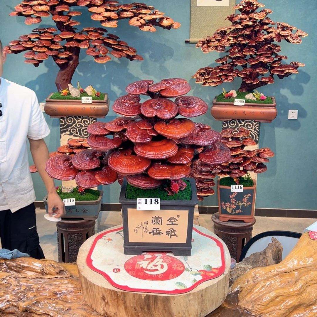 无花朵111112222288