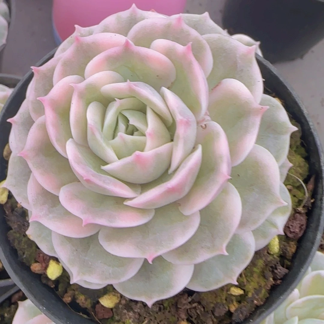 【闪购商品】昂斯诺锦