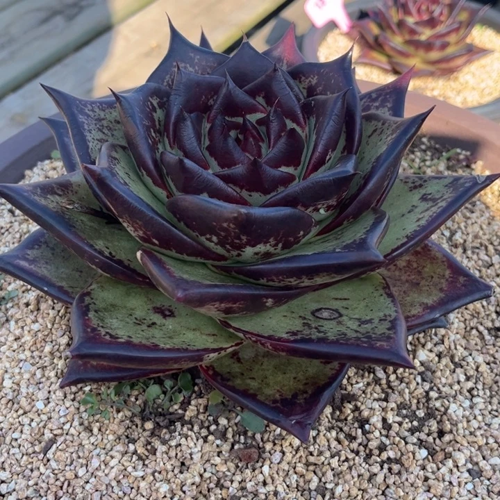 超大号青皮大宽叶1111