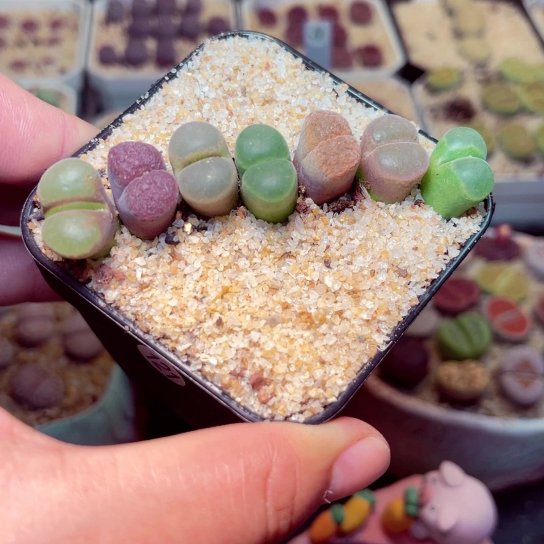 50号带盆包邮发货