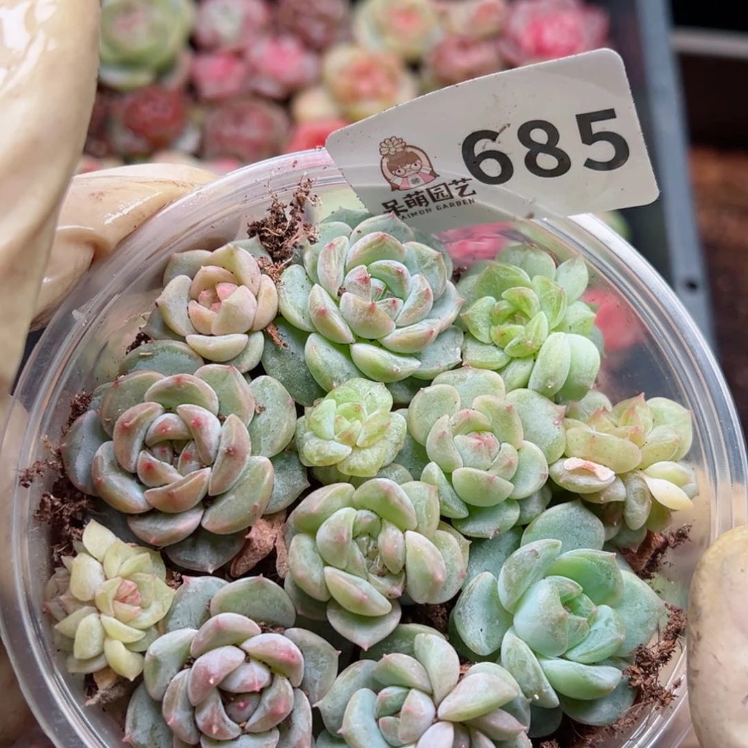 多肉植物多花植物