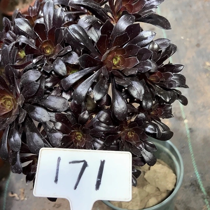 多肉植物墨法师发生