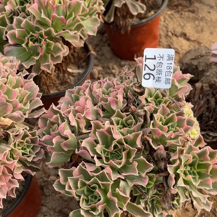 126白凤绣球4号棚