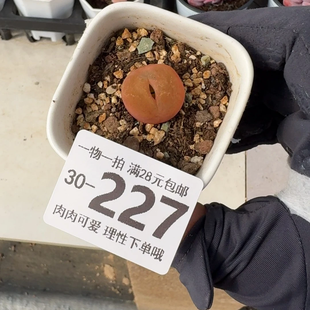 毛汉尼无盆土发货