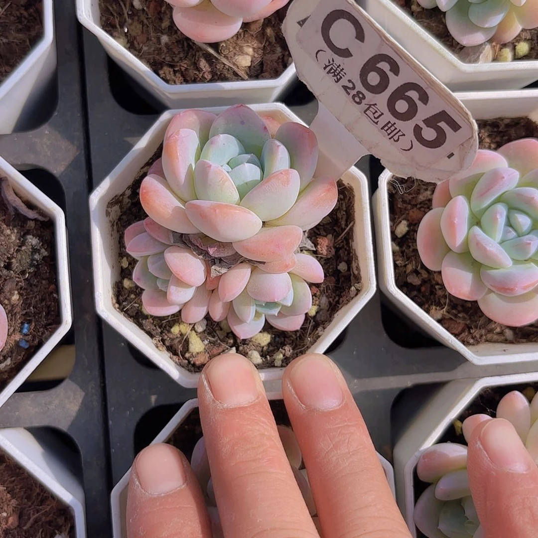 C665雪玉群一物一拍