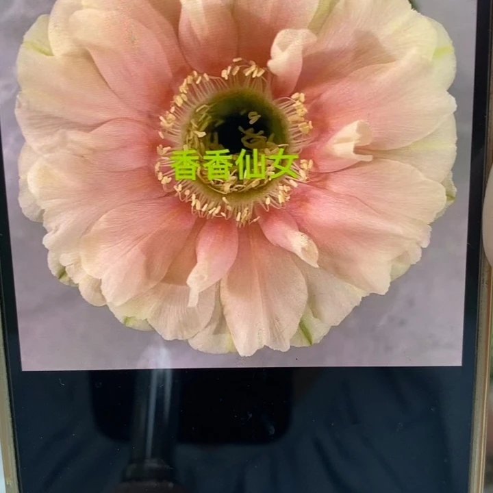 彩草仙女侧芽3公分左右