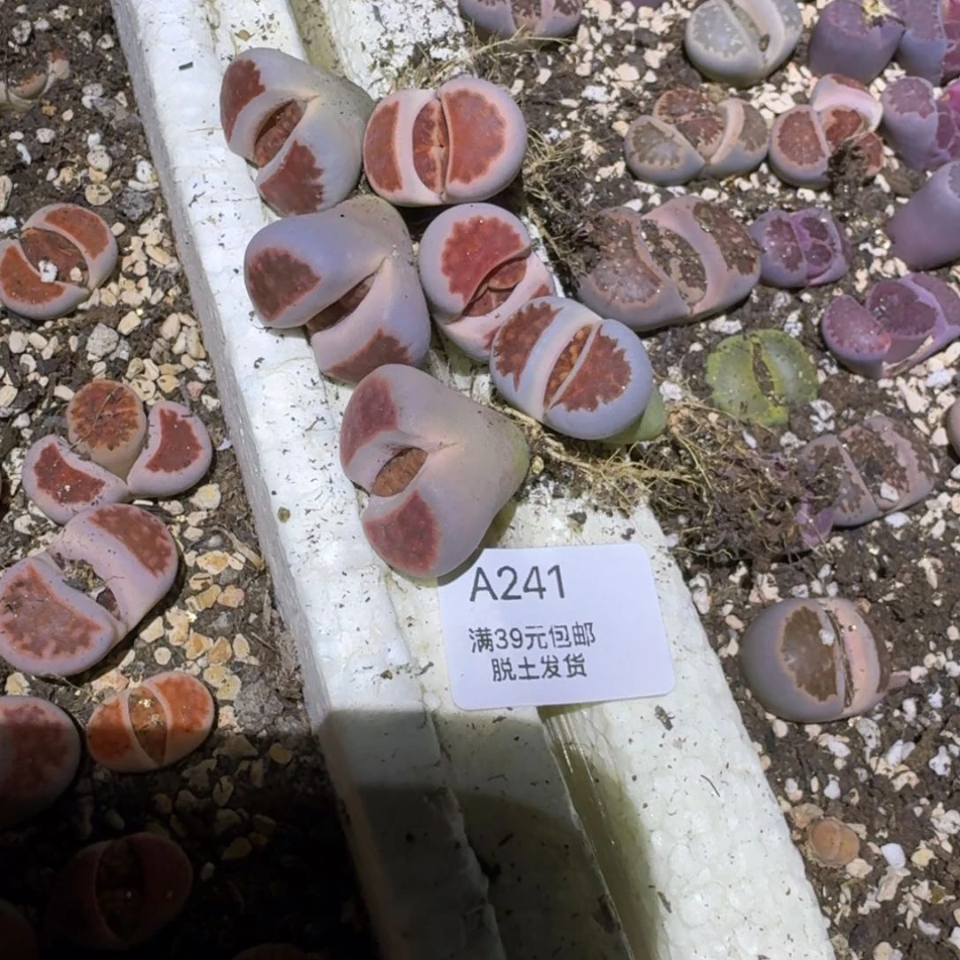 阿*241哈哈哈哈哈哈