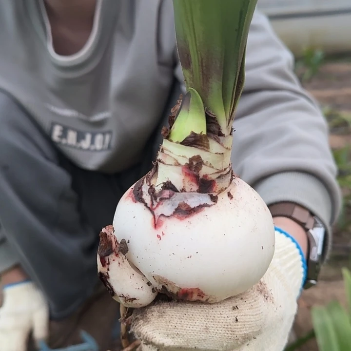 花孔雀2号8厘米带两个侧 带花剑 开花包对版