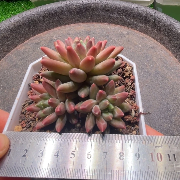 绿绒美人，一物一拍，