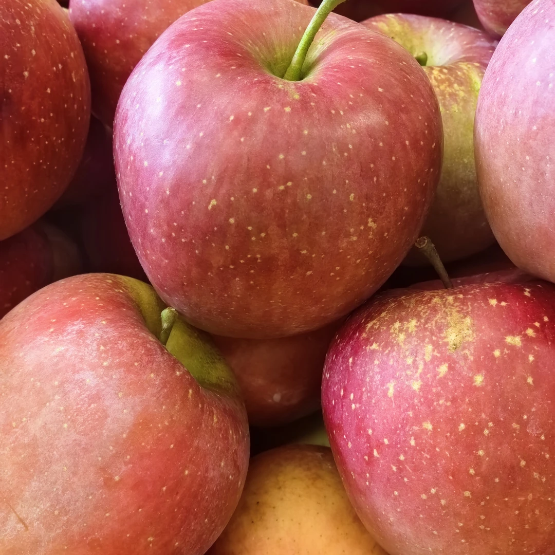 正宗云南昭通冰糖心丑苹果新鲜现摘脆甜多汁水果