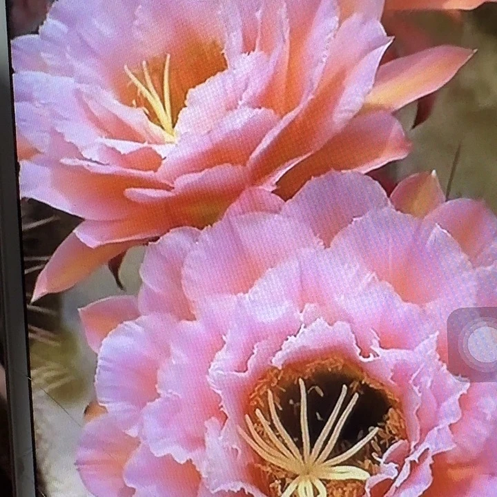 粉桃侧芽5公分左右毛花柱（20包邮）