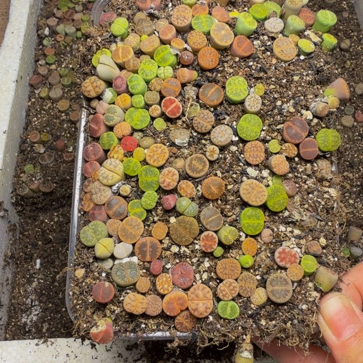 ****多肉植物的生长发育54