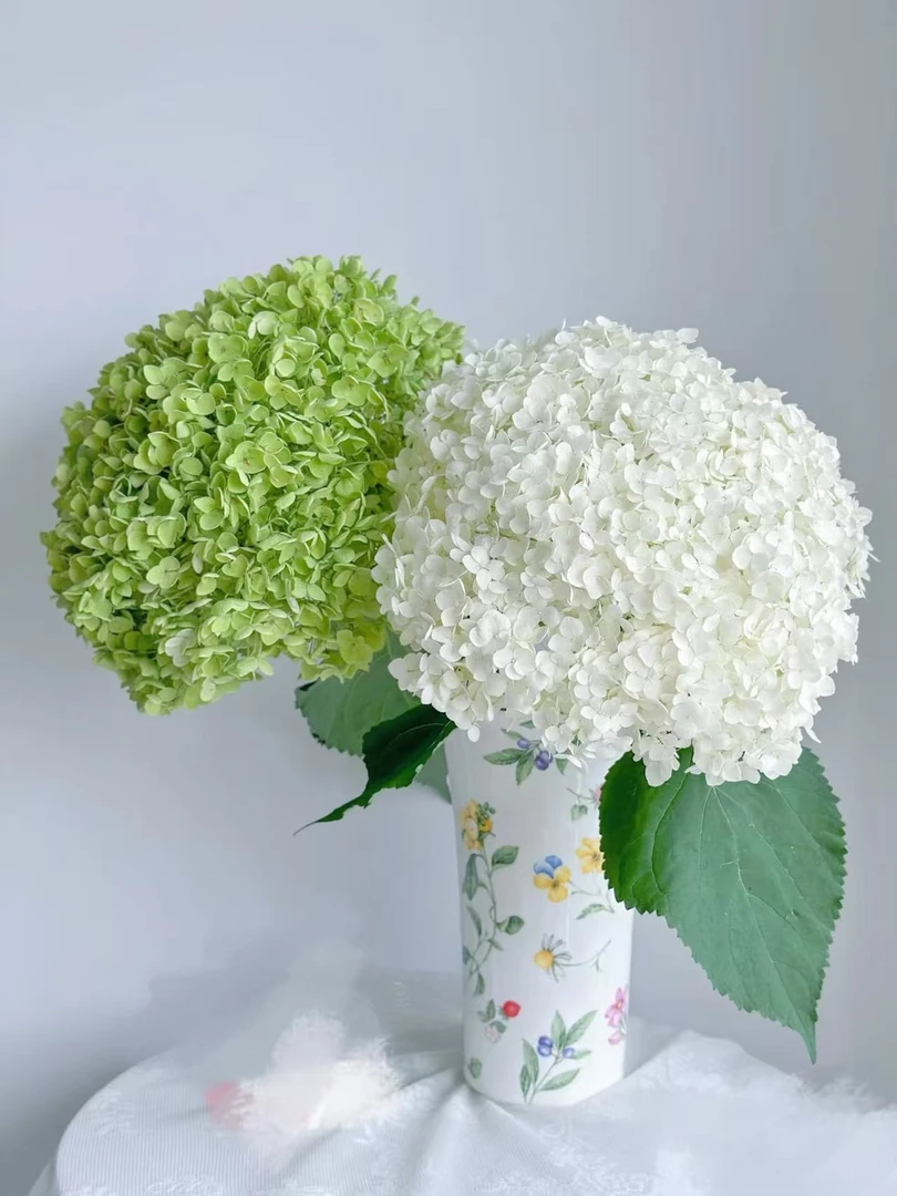 【雲花涧安娜绣球】安娜贝拉绣球 高品质鲜花 可做干花