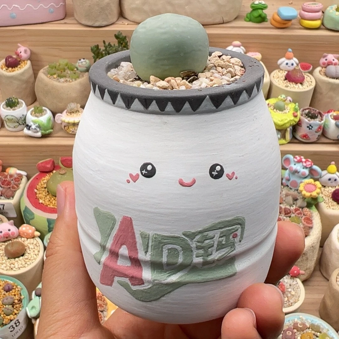 多肉植物100号鸽子蛋