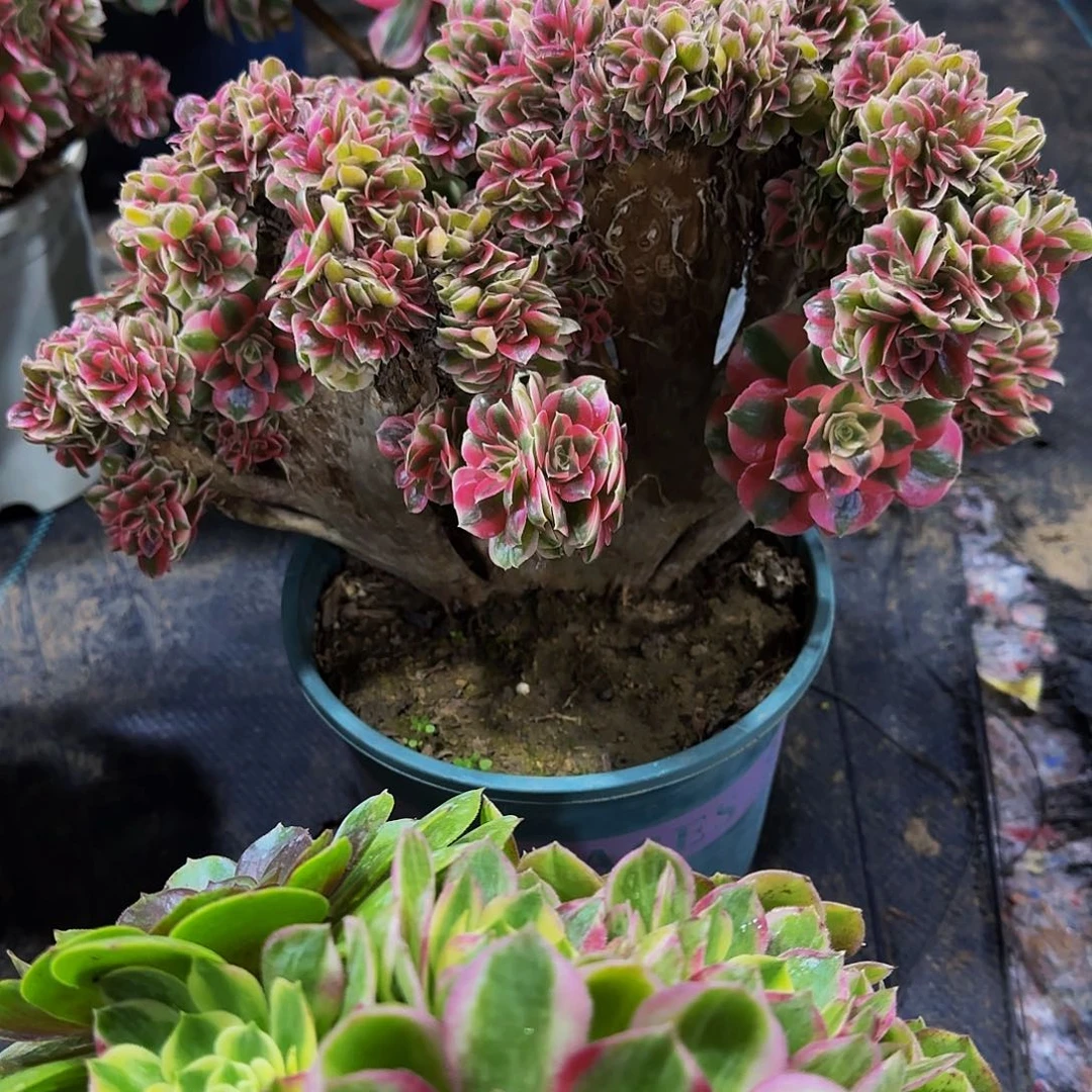 老庄粉女巫缀化法师50.8