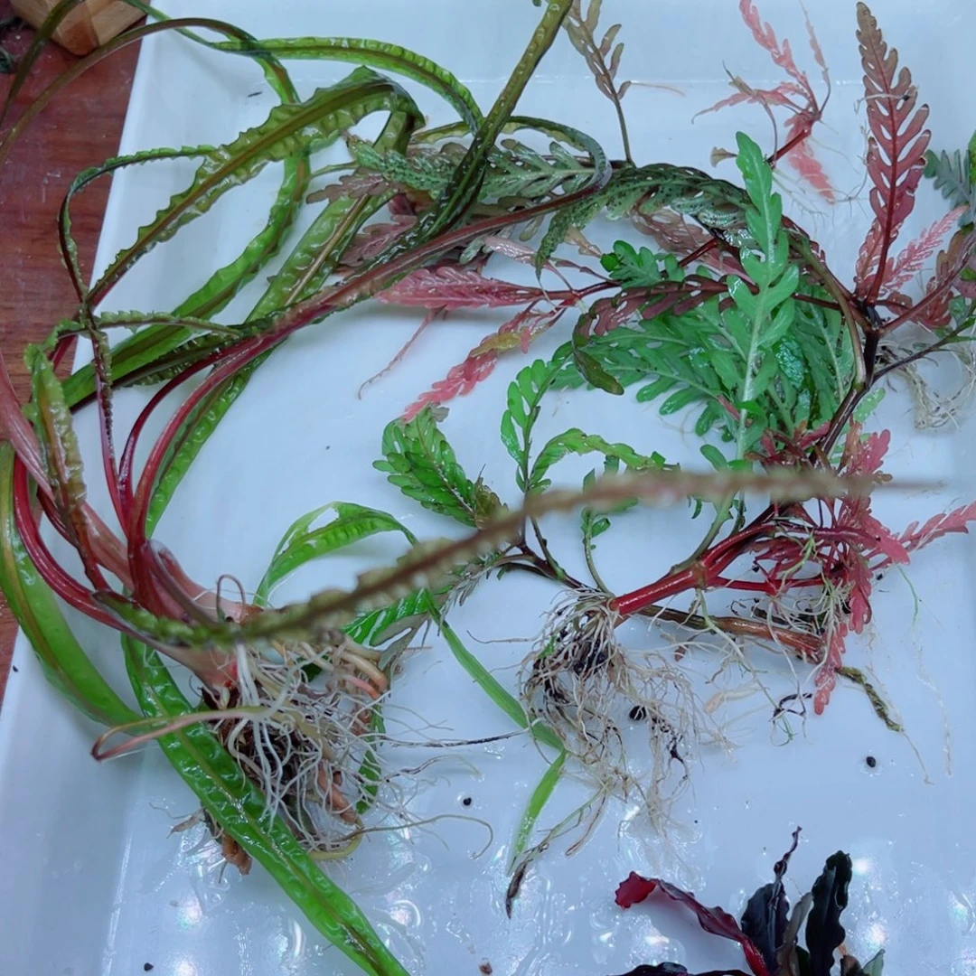 美小呆哇塞套餐一份