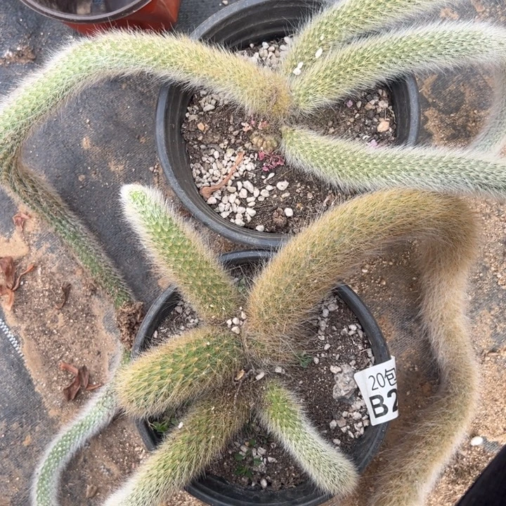 多肉植物久位壶不售后