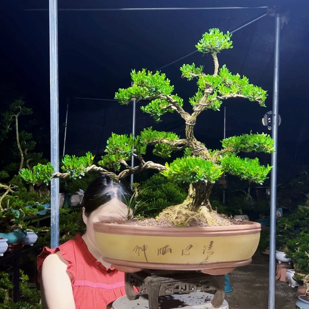 无花朵黄杨木