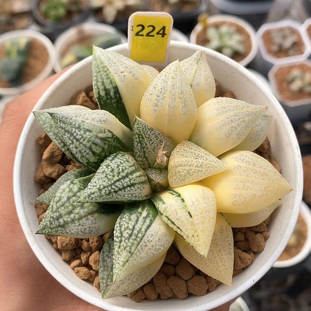 红陶224号白银锦一物一拍