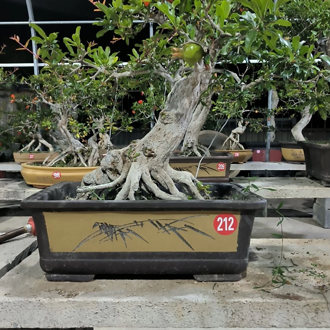 石榴盆栽，南北方种植