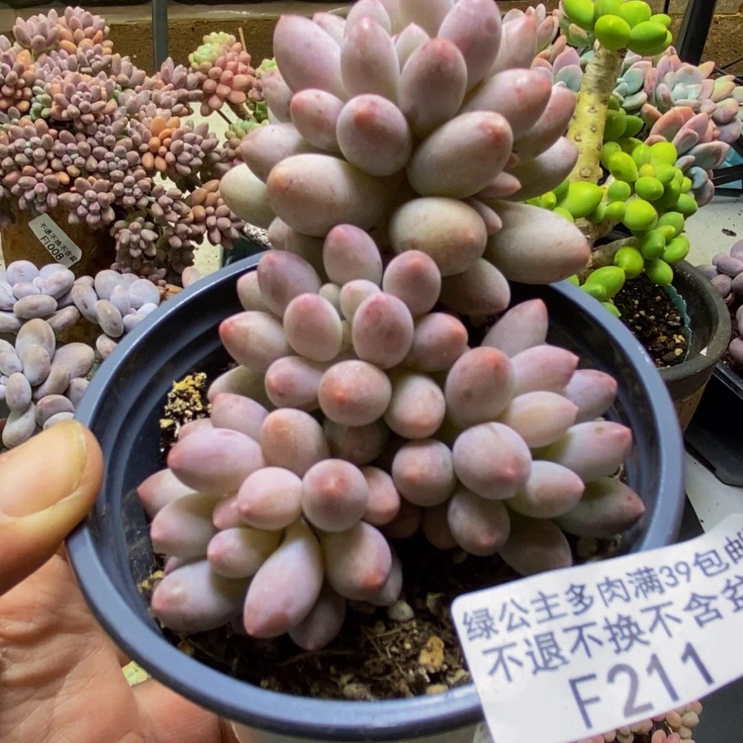 211婴儿手指5cm多肉