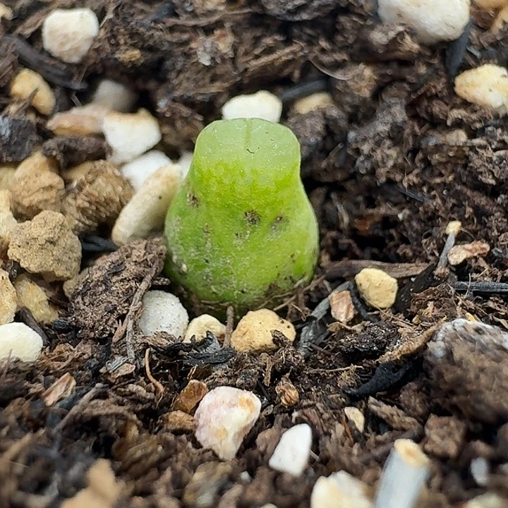 老马生石花小葫芦2866