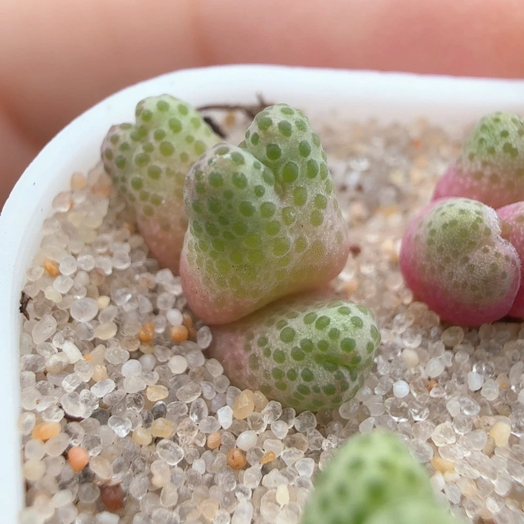 2.25.12/草莓斑马宝宝/多肉植物