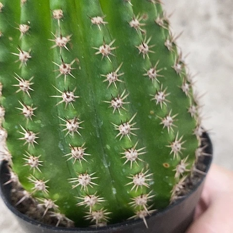 清仓紫微星瑕疵虫咬毛花