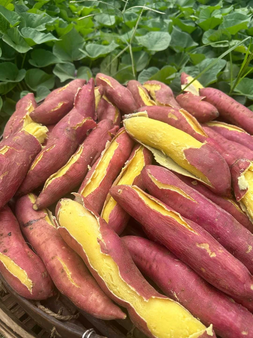 陕西板栗红薯干粉面香甜新鲜饱满皮薄美味5斤9斤包邮