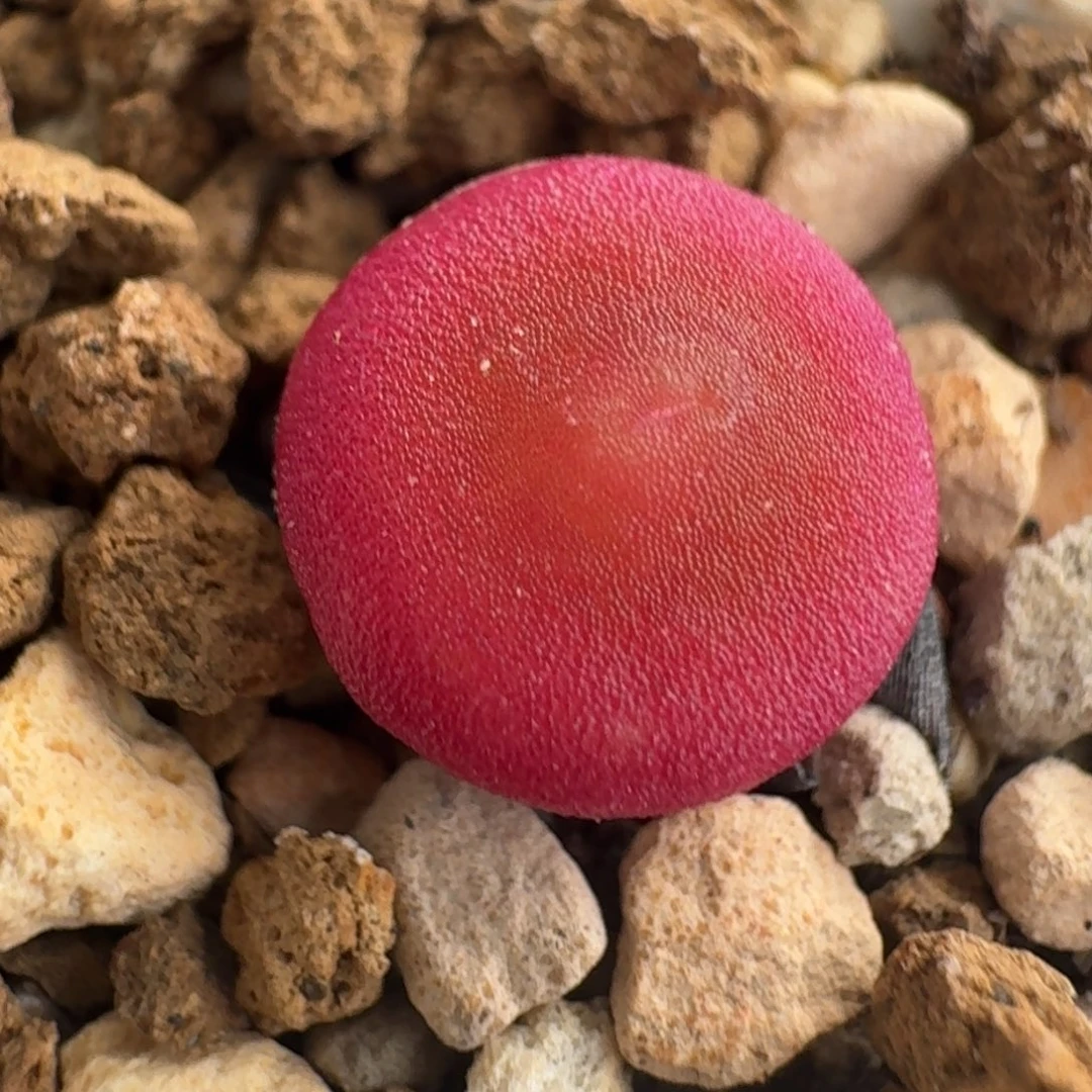 哈默灯泡尺寸0.9多已蜕皮