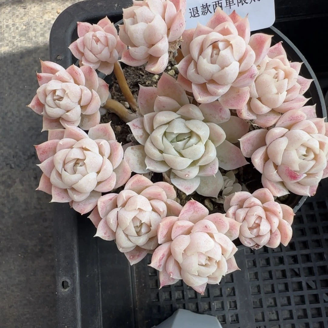 多肉很小看清楚下单拒绝非品质售后651