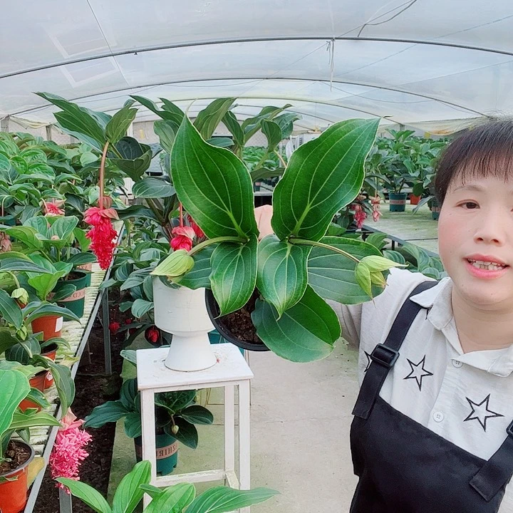 @****?宝莲灯开花开花