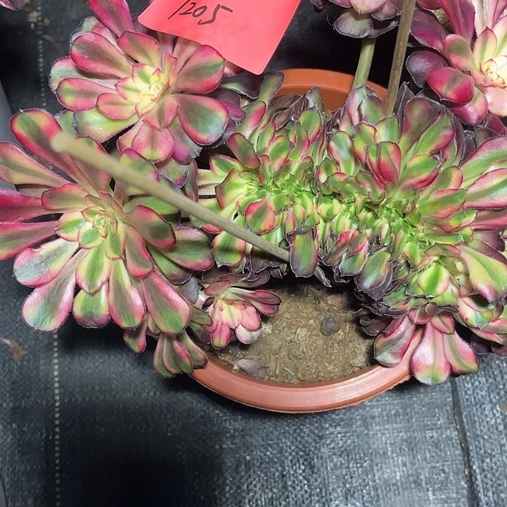 芦***鸡花蝴蝶缀化多肉植物1205